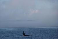 Canon EOS REBEL T2i, 2014:09:27 15:10:15 -- 1/400 sec, f/8.0.  No Flash, Compulsory.5184x3456 Off.