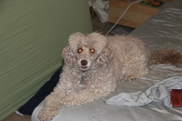 Canon EOS REBEL T2i, 2012:01:10 22:11:50 -- 1/60 sec, f/5.0.  Flash, Compulsory.5184x3456 Unknown.