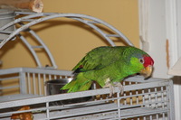 Canon EOS REBEL T2i, 2012:11:23 20:12:01 -- 1/60 sec, f/6.3.  Flash, Compulsory.3456x2304 Unknown.
