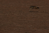 Canon EOS REBEL T2i, 2013:08:10 01:42:53 -- 1/400 sec, f/16.0.  No Flash, Compulsory.3456x2304 Off.