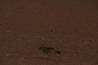 Canon EOS REBEL T2i, 2013:08:10 01:42:56 -- 1/1000 sec, f/10.0.  No Flash, Compulsory.3456x2304 Off.
