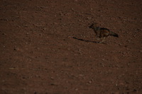 Canon EOS REBEL T2i, 2013:08:10 01:42:57 -- 1/2000 sec, f/7.1.  No Flash, Compulsory.3456x2304 Off.