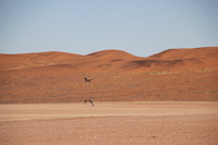 Canon EOS REBEL T2i, 2013:08:10 01:52:14 -- 1/1000 sec, f/6.3.  No Flash, Compulsory.3456x2304 Off.
