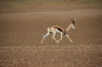 Canon EOS REBEL T2i, 2013:08:10 01:57:10 -- 1/1000 sec, f/6.3.  No Flash, Compulsory.3456x2304 Off.