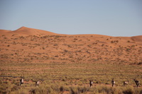 Canon EOS REBEL T2i, 2013:08:10 03:31:15 -- 1/1000 sec, f/5.6.  No Flash, Compulsory.3456x2304 Off.