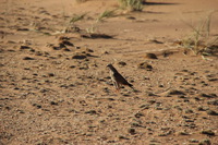 Canon EOS REBEL T2i, 2013:08:10 09:18:17 -- 1/400 sec, f/7.1.  No Flash, Compulsory.3456x2304 Off.