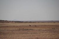 Canon EOS REBEL T2i, 2013:08:10 09:28:14 -- 1/1000 sec, f/6.3.  No Flash, Compulsory.3456x2304 Off.
