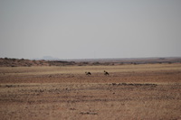 Canon EOS REBEL T2i, 2013:08:10 09:28:15 -- 1/1000 sec, f/6.3.  No Flash, Compulsory.3456x2304 Off.