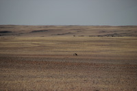 Canon EOS REBEL T2i, 2013:08:10 09:29:55 -- 1/1000 sec, f/6.3.  No Flash, Compulsory.3456x2304 Off.