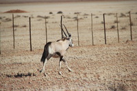 Canon EOS REBEL T2i, 2013:08:18 02:22:33 -- 1/500 sec, f/6.3.  No Flash, Compulsory.3456x2304 Off.