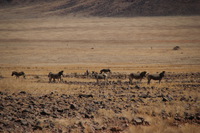 Canon EOS REBEL T2i, 2013:08:18 05:06:22 -- 1/1000 sec, f/6.3.  No Flash, Compulsory.3456x2304 Off.