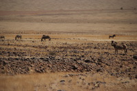 Canon EOS REBEL T2i, 2013:08:18 05:06:43 -- 1/1000 sec, f/6.3.  No Flash, Compulsory.3456x2304 Off.
