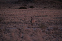 Canon EOS REBEL T2i, 2013:08:18 11:09:53 -- 1/60 sec, f/6.3.  No Flash, Compulsory.3456x2304 Off.
