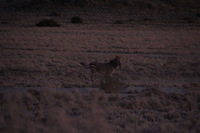Canon EOS REBEL T2i, 2013:08:18 11:11:11 -- 1/60 sec, f/6.3.  No Flash, Compulsory.3456x2304 Off.