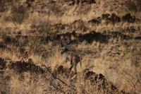 Canon EOS REBEL T2i, 2013:08:19 07:56:59 -- 1/500 sec, f/6.3.  No Flash, Compulsory.3456x2304 Off.