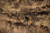 Canon EOS REBEL T2i, 2013:08:19 07:56:59 -- 1/500 sec, f/6.3.  No Flash, Compulsory.3456x2304 Off.