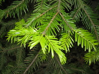Canon PowerShot SD30, 2009:06:14 18:06:04 -- 1/60 sec, f/3.2.  Flash, Auto.2592x1944 Auto.