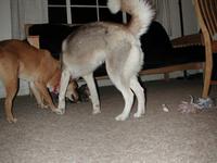 dscn0718.jpg(695859 bytes) -- NIKON-E990,  2002:07:10 20:46:08,  [2048 x 1536],  fl=Y,  f= 8.2mm,  exptime=0.008 s  (1/120),  f/2.5