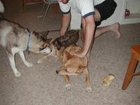 dscn0722.jpg(718111 bytes) -- NIKON-E990,  2002:07:10 20:48:45,  [2048 x 1536],  fl=Y,  f= 8.2mm,  exptime=0.008 s  (1/120),  f/2.5