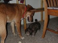 dscn0725.jpg(694724 bytes) -- NIKON-E990,  2002:07:10 20:50:39,  [2048 x 1536],  fl=Y,  f=11.8mm,  exptime=0.008 s  (1/120),  f/2.8