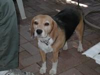 dscn1420.jpg(697576 bytes) -- NIKON-E990,  2003:09:07 09:45:47,  [2048 x 1536],  fl=Y,  f=14.6mm,  exptime=0.008 s  (1/120),  f/3.1