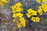 IMG00522.jpg(1001171 bytes) -- SIGMA-SIGMA SD9,  2004:04:02 11:03:07,  [2268 x 1512],  fl=N,  f=70.0mm,  exptime=0.017 s  (1/60),  f/16.0