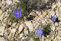 IMG00536.jpg(1480408 bytes) -- SIGMA-SIGMA SD9,  2004:04:02 14:32:10,  [2268 x 1512],  fl=N,  f=70.0mm,  exptime=0.001 s  (1/750),  f/9.5