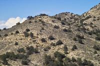 IMG00540.jpg(1778166 bytes) -- SIGMA-SIGMA SD9,  2004:04:02 15:00:28,  [2268 x 1512],  fl=N,  f=70.0mm,  exptime=0.001 s  (1/750),  f/9.5