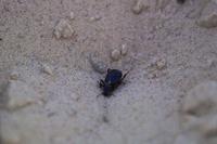 IMG00555.jpg(959135 bytes) -- SIGMA-SIGMA SD9,  2004:04:02 19:18:49,  [2268 x 1512],  fl=N,  f=56.0mm,  exptime=0.050 s  (1/20),  f/2.8