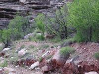 dscn1234.jpg(717967 bytes) -- NIKON-E990,  2003:04:21 07:45:06,  [2048 x 1536],  fl=N,  f=23.4mm,  exptime=0.022 s  (1/45),  f/4.0