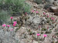 dscn1241.jpg(690450 bytes) -- NIKON-E990,  2003:04:21 10:33:26,  [2048 x 1536],  fl=N,  f=14.4mm,  exptime=0.005 s  (1/215),  f/6.9