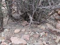 dscn1246.jpg(703933 bytes) -- NIKON-E990,  2003:04:21 14:40:54,  [2048 x 1536],  fl=N,  f=23.4mm,  exptime=0.011 s  (1/88),  f/5.0