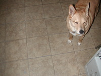 E990, 2005:01:09 15:59:46 -- 2/239 sec, f/2.5.  Flash.2048x1536 NORMAL .