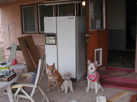 E990, 2005:01:09 16:00:50 -- 2/147 sec, f/3.1.  No Flash.2048x1536 NORMAL .