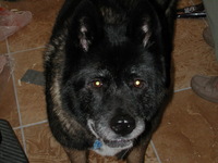 E990, 2005:01:31 11:21:04 -- 2/239 sec, f/3.3.  Flash.2048x1536 NORMAL .