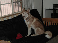 dscn0595.jpg(649008 bytes) -- NIKON-E990,  2002:04:24 10:52:16,  [2048 x 1536],  fl=Y,  f=17.5mm,  exptime=0.008 s  (1/120),  f/3.4