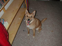 dscn0596.jpg(683534 bytes) -- NIKON-E990,  2002:04:24 10:52:36,  [2048 x 1536],  fl=Y,  f= 8.2mm,  exptime=0.008 s  (1/120),  f/2.5