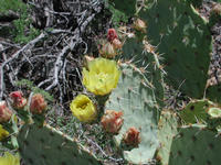 dscn0604.jpg(688836 bytes) -- NIKON-E990,  2002:04:27 11:37:11,  [2048 x 1536],  fl=N,  f=23.4mm,  exptime=0.004 s  (1/224),  f/7.9