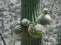 dscn0605.jpg(690859 bytes) -- NIKON-E990,  2002:04:27 11:37:30,  [2048 x 1536],  fl=N,  f=23.4mm,  exptime=0.005 s  (1/217),  f/7.0